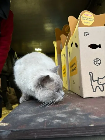 Евакуація з тваринами. Фото БФ “Схід SOS”