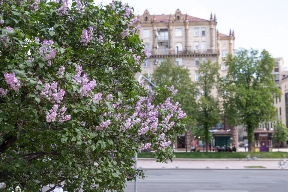 Цвітіння бузку (фото – КМДА, Любов Голуб'ятнікова)
