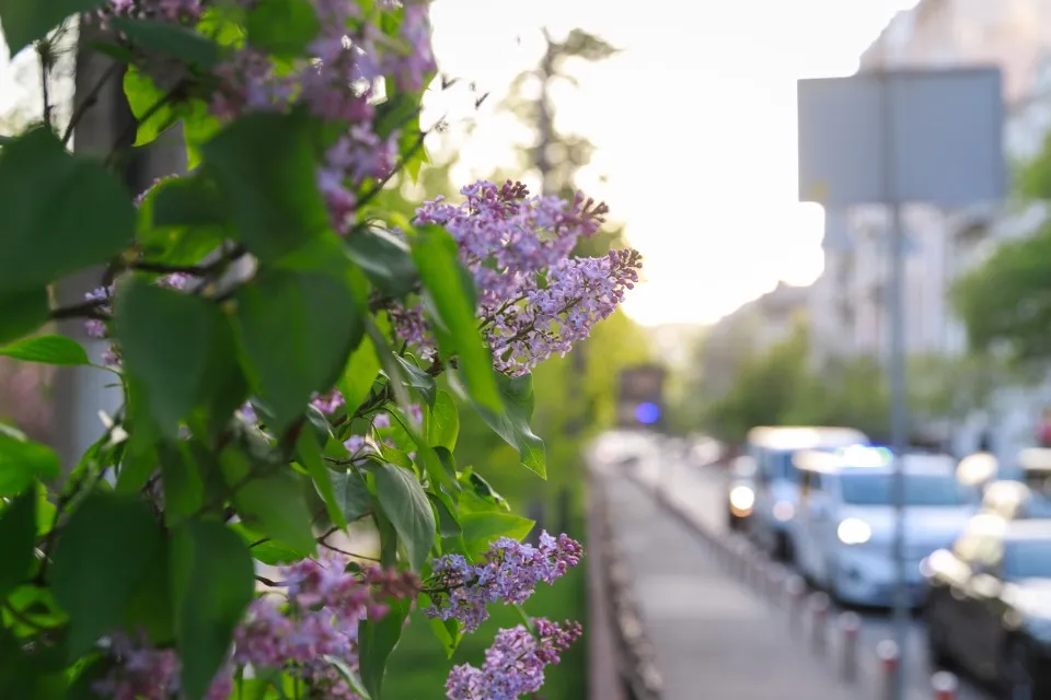 Цвітіння бузку (фото – КМДА, Любов Голуб'ятнікова)
