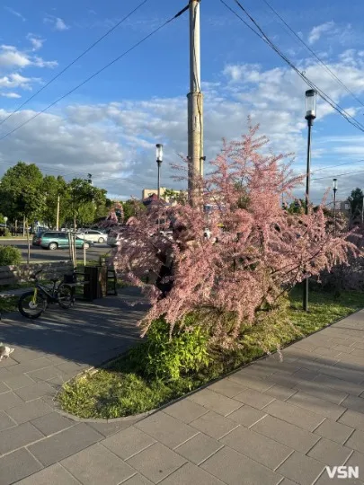 тамарикс квітне в Луцьку