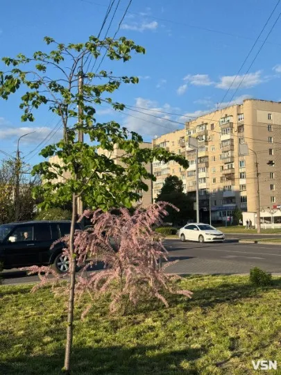 тамарикс квітне в Луцьку