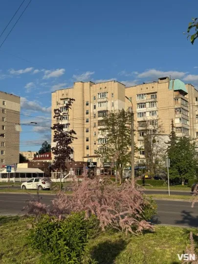 тамарикс квітне в Луцьку