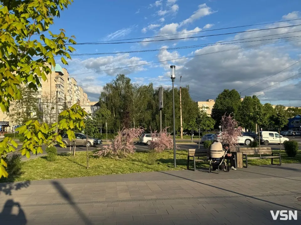 тамарикс квітне в Луцьку