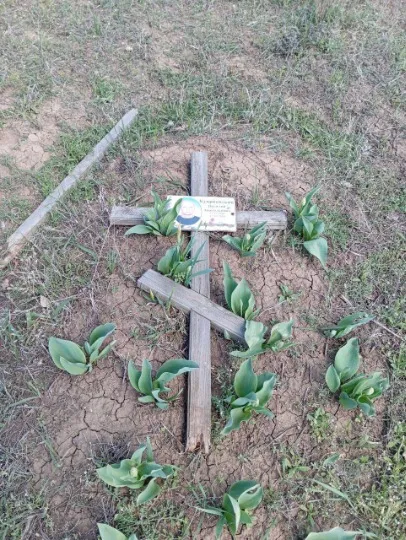 Аллея славы