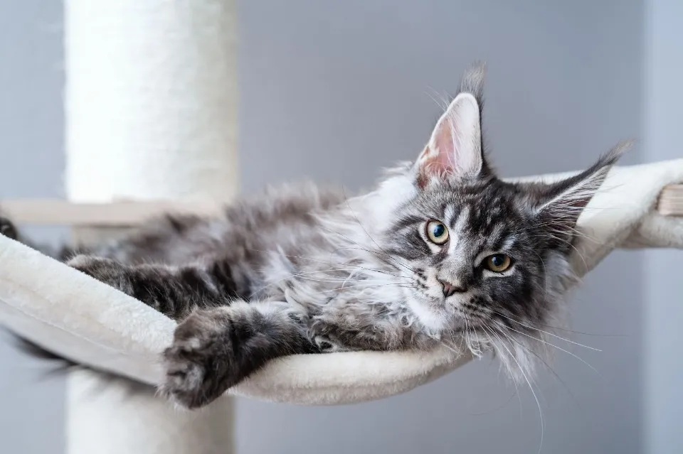 лежанка для кота
