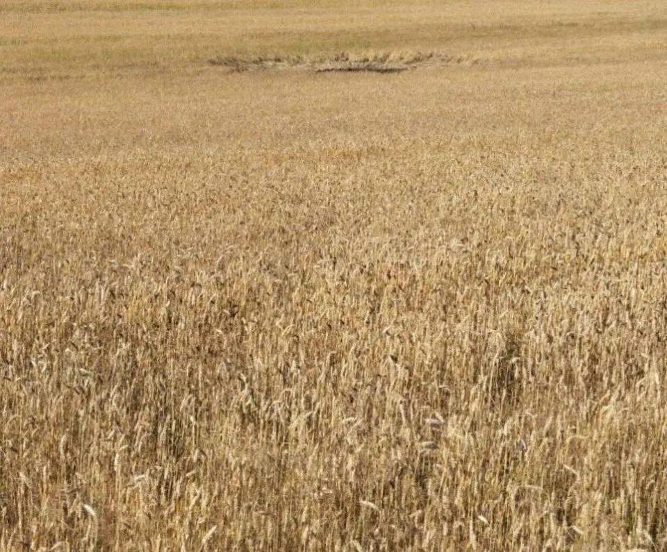 дрон на Волині