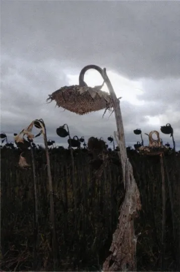 Фото: Аліна Прісіч