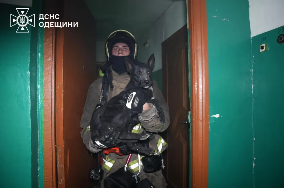 обстріл Одеси, врятовані тварини