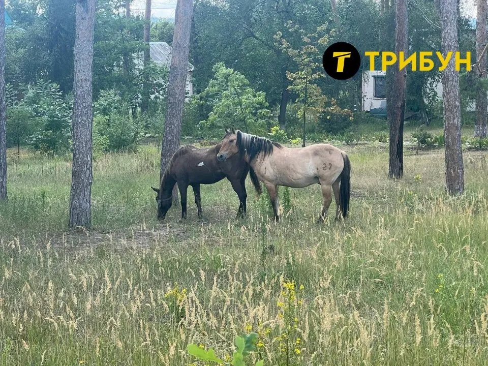 Сіверськодонецьк