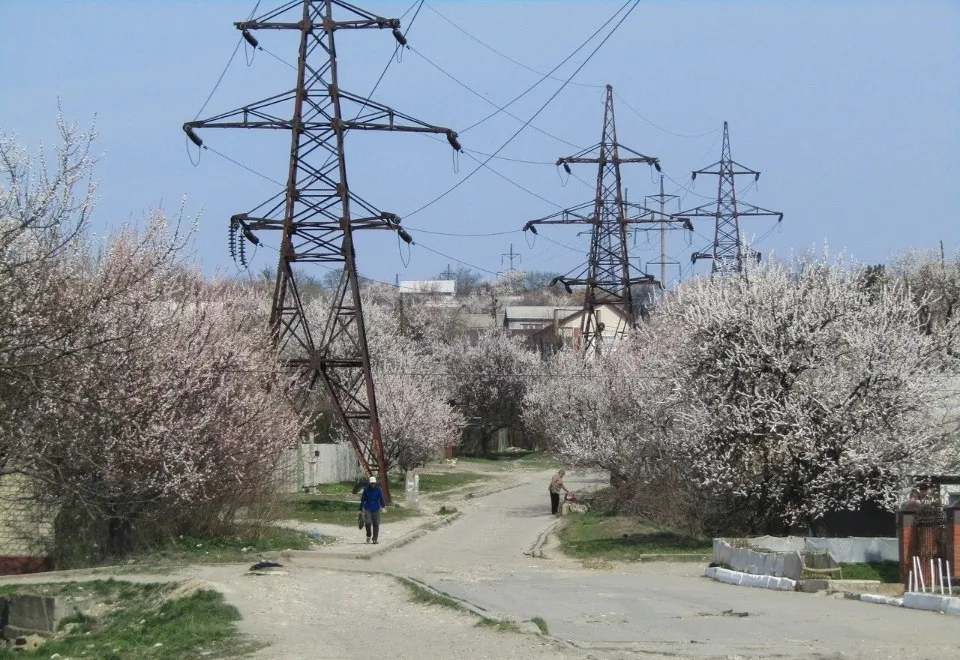 Абрикоси цвітуть. Кам'яний Брід, Луганськ. Джерело: meteolugansk