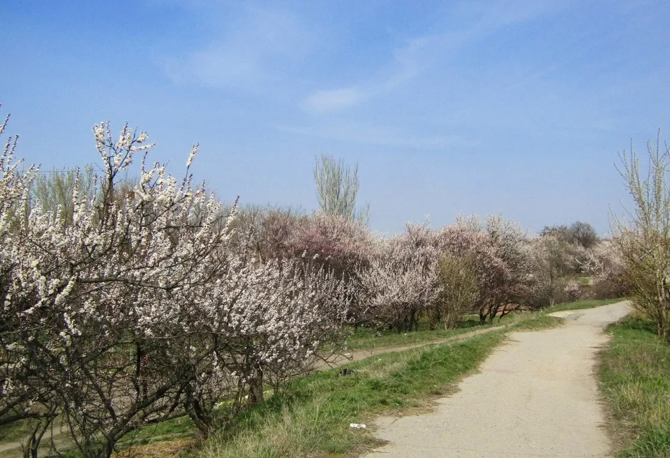 Абрикоси цвітуть. Кам'яний Брід, Луганськ. Джерело: meteolugansk