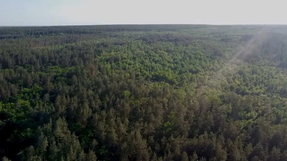 Кремінські ліси. Архівні кадри: Яна без чемодана