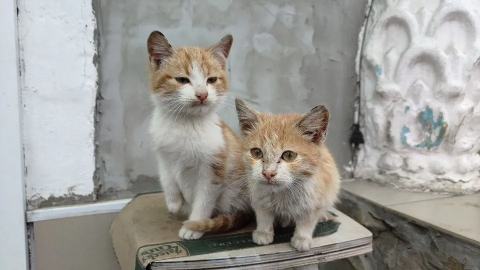 Сіверськодонецьк  кошенята