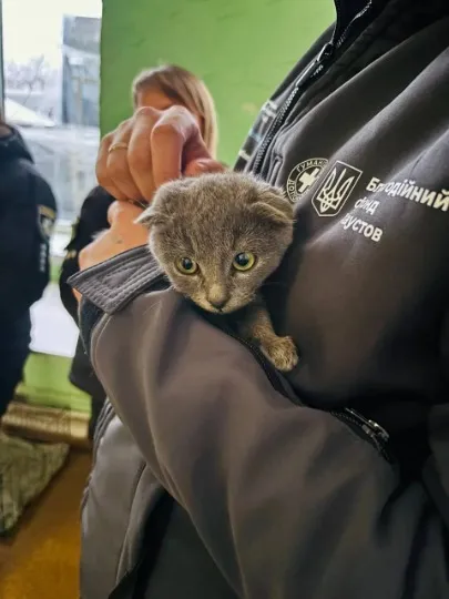 евакуювані домашні тварини