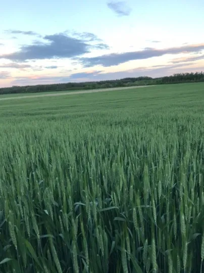 Каріна зберегла кілька фото з рідного Новопскова