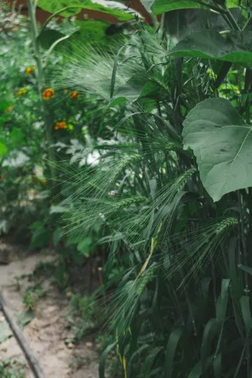 Пермакультурний квітник Аліни Юдіної