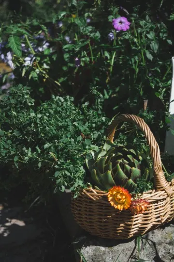 Пермакультурний квітник Аліни Юдіної