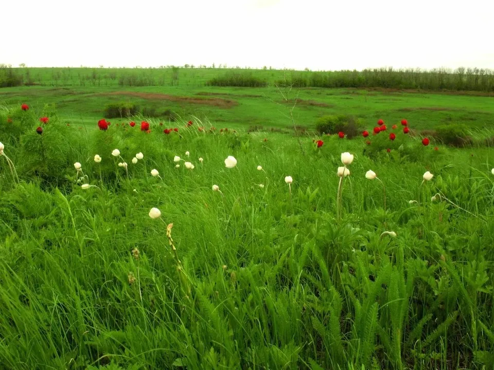 луганщина природа воронці