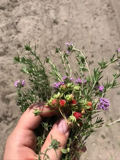 Краєвиди дому