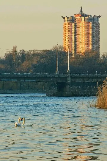 лебеді річці Кальміус у Донецьку