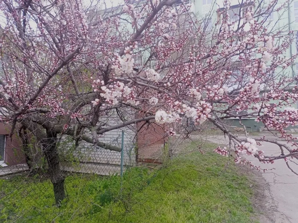 Квітучі дерева порадували жителів Луганщини