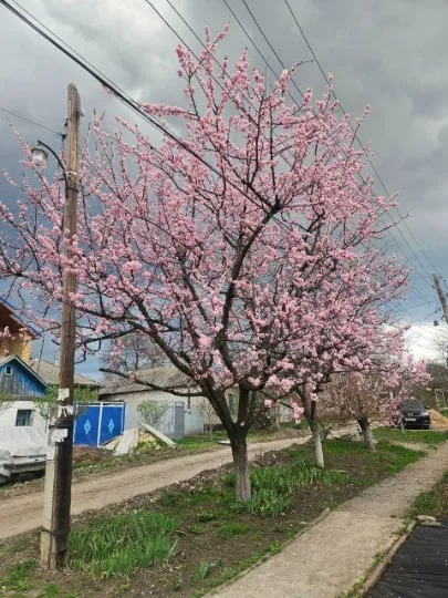Квітучі дерева порадували жителів Луганщини