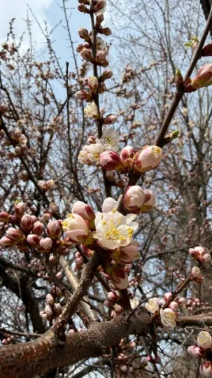 Квітучі дерева порадували жителів Луганщини