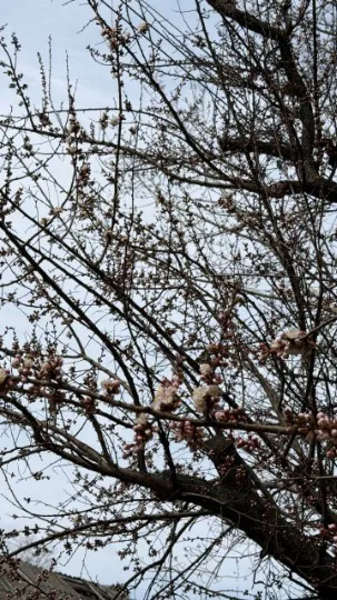 Квітучі дерева порадували жителів Луганщини