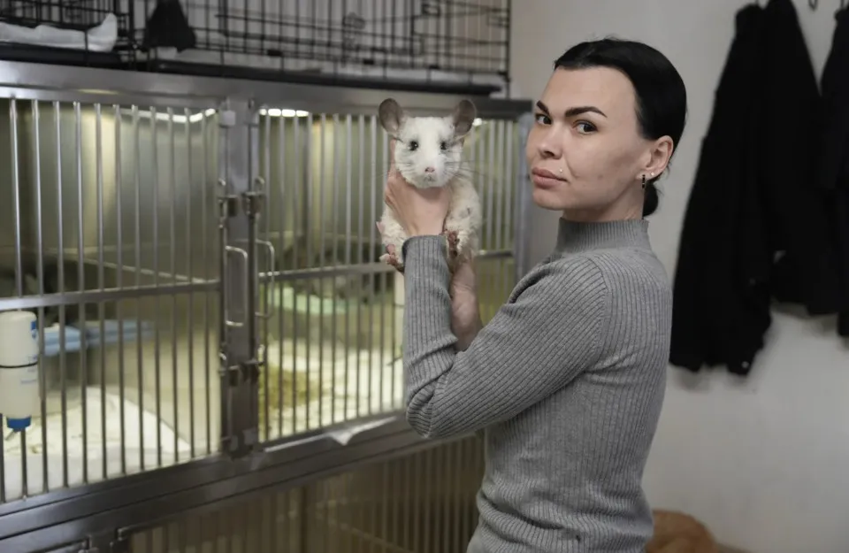 Із прифронту евакуювали 20 шиншил із “чорного” розплідника