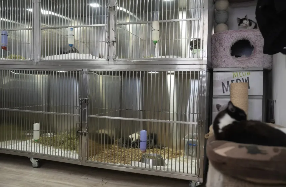 Із прифронту евакуювали 20 шиншил із “чорного” розплідника