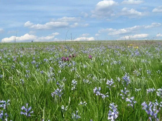 Степ Луганщини. Фото: Україна Інкогніта