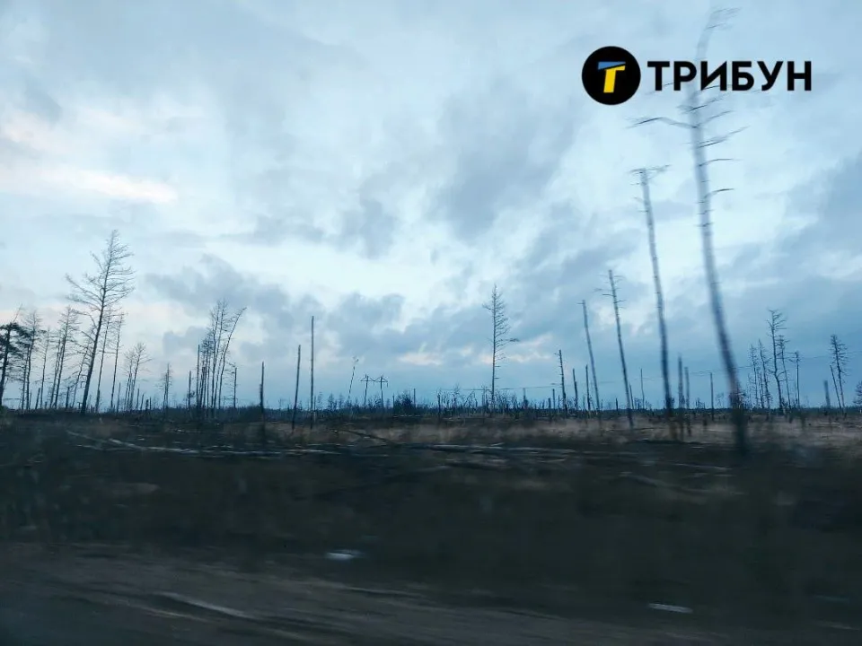 Ліс навколо Сіверськодонецька, 2023 рік