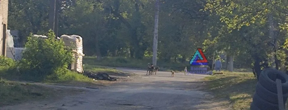 Місцеві чати. Зграї бездомних собак у Лисичанську