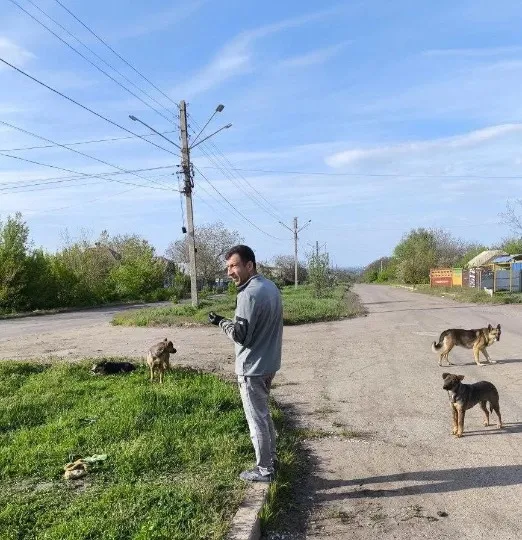 Місцеві чати. Вилов безпритульних тварин у Лисичанську