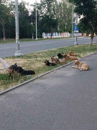 Зграї безпритульних собак у Маріуполі