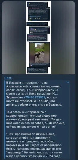 На Азовстальській у Маріуполі живе зграя собак