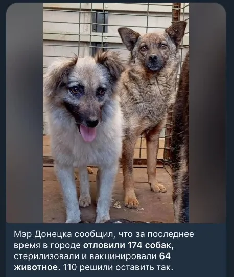 Окупаційна влада звітує про стерилізацію собак в Донецьку