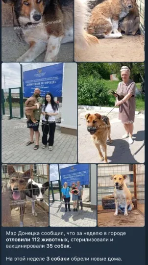 Окупаційна влада звітує про стерилізацію собак в Донецьку