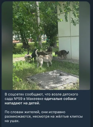 Великі зграї собак в Макіївці