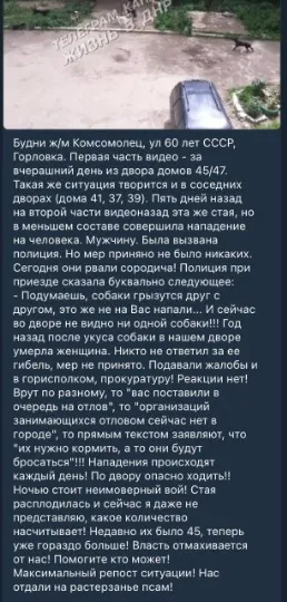 Повідомлення в місцевому чаті щодо безпритульних собак в Горлівці