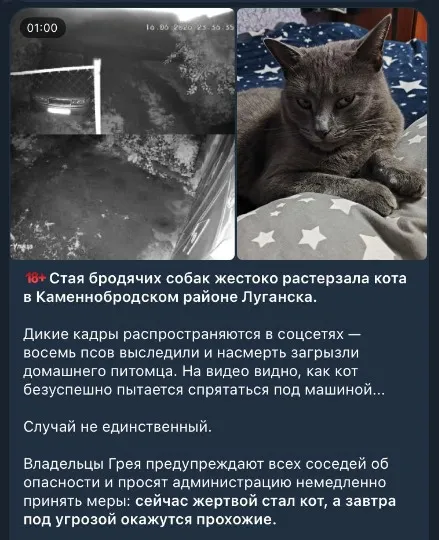 Зграя собак роздерла кішку в Луганську