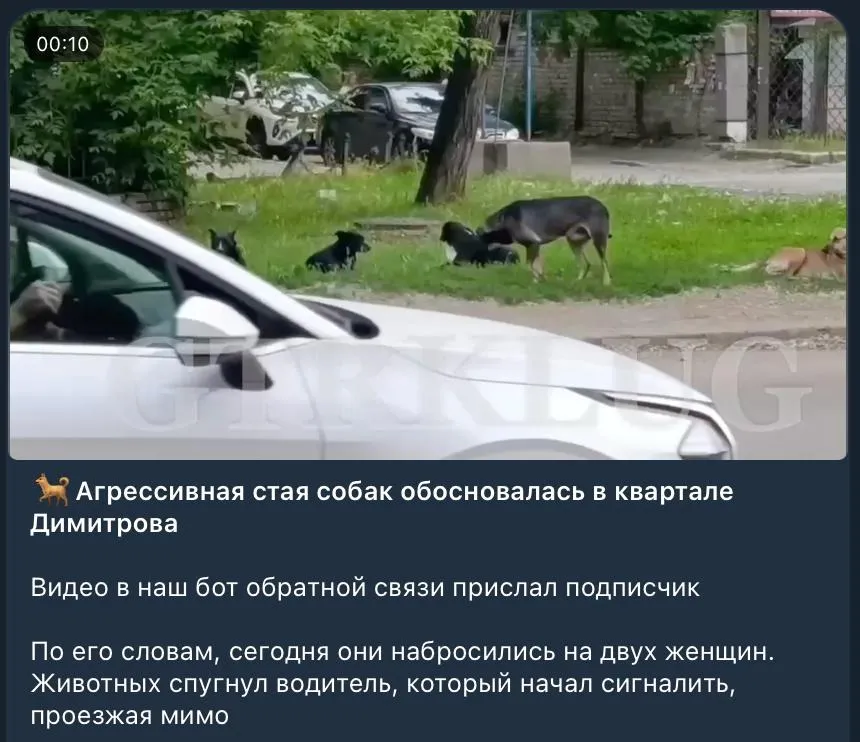 Агресивна зграя собак в окупованому Луганську