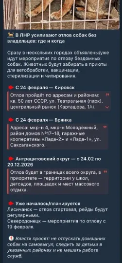 Реакція окупаційної влади на безпритульних собак
