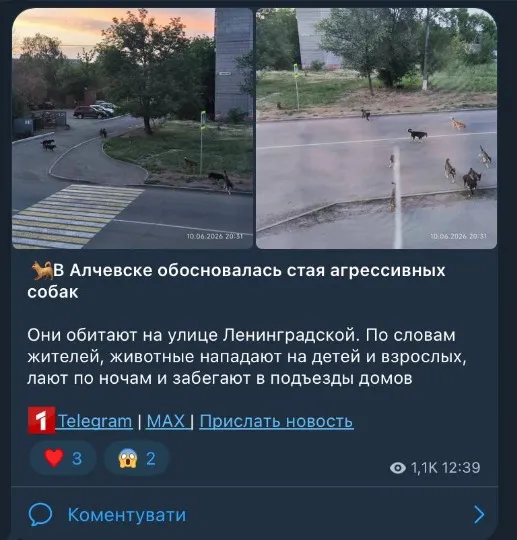 Зграї безпритульних собак в Алчевську