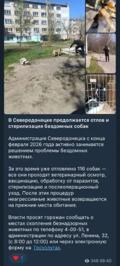 Окупаційні ресурси звітують про відлов собак в Сіверськодонецьку