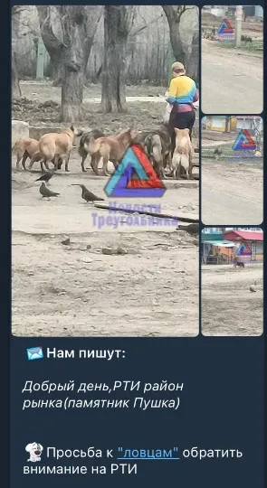Безпритульні собаки у Лисичанську