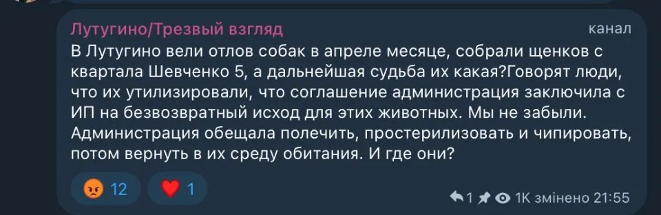 Повідомлення в місцевому чаті Лутугиного про безпритульних собак