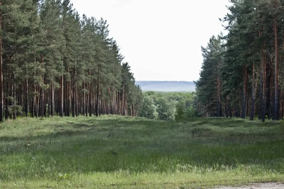 Кремінські ліси. Фото із сайту Національного природного парку “Кремінські ліси”