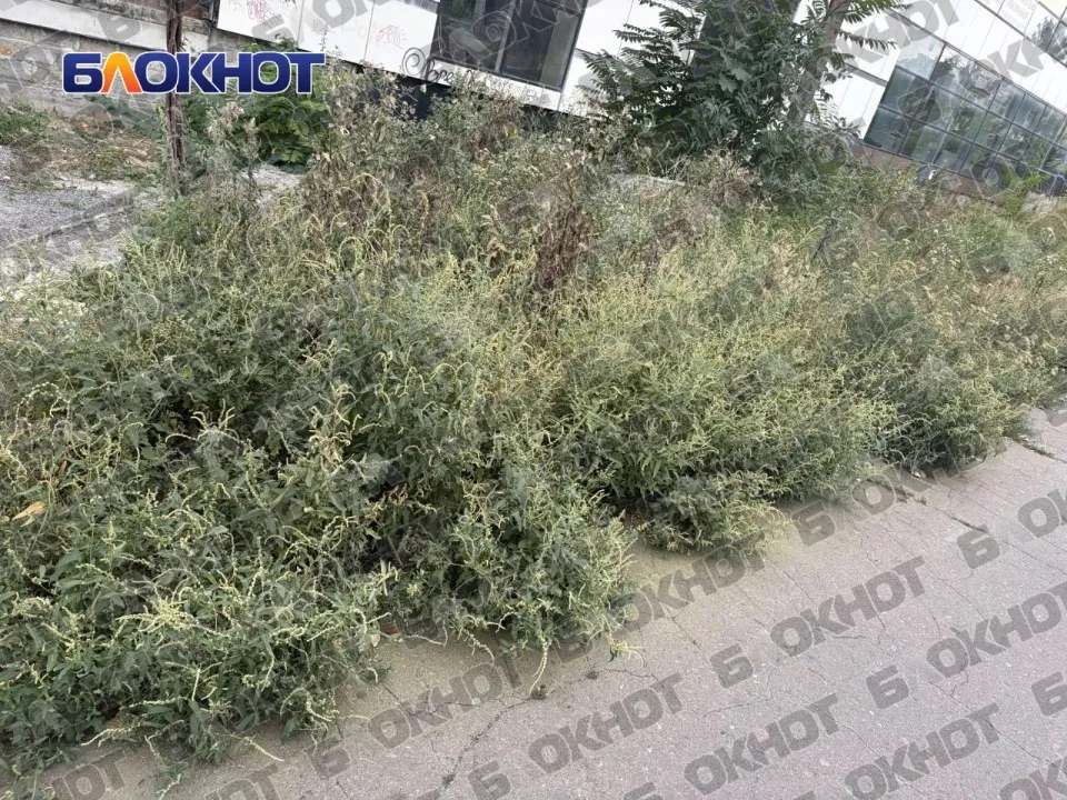 Комунальники не прибирають амброзію